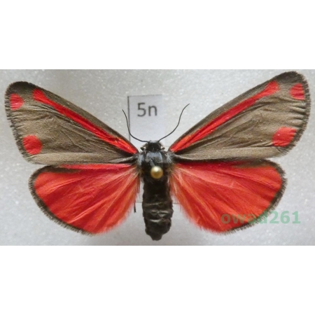 Tyria jacobaeae (Linnaeus, 1758) Czech5n